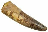 Fossil Spinosaurus Tooth - Real Dinosaur Tooth #373730-1